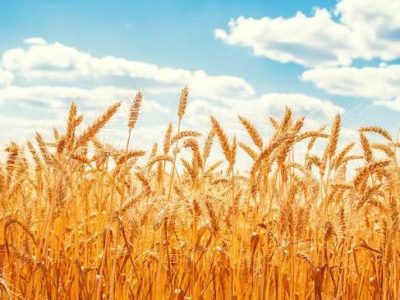 پرداخت۱۰۰ همت از مطالبات گندمکاران تا پایان شهریور